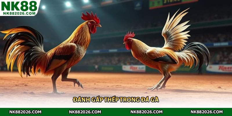 Đánh gấp thếp trong đá gà