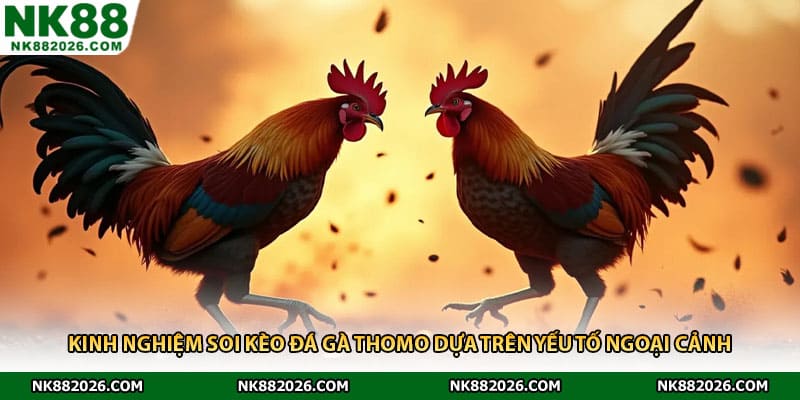 Kinh nghiệm soi kèo đá gà Thomo dựa trên yếu tố ngoại cảnh