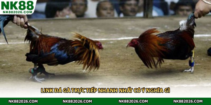 Link đá gà trực tiếp nhanh nhất có ý nghĩa gì