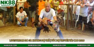 Livestream Đá Gà Không Độ Trễ | Tốc Độ Truyền Tải Cao 2026