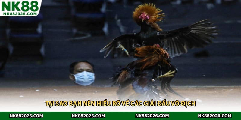 Tại sao bạn nên hiểu rõ về các giải đấu vô địch